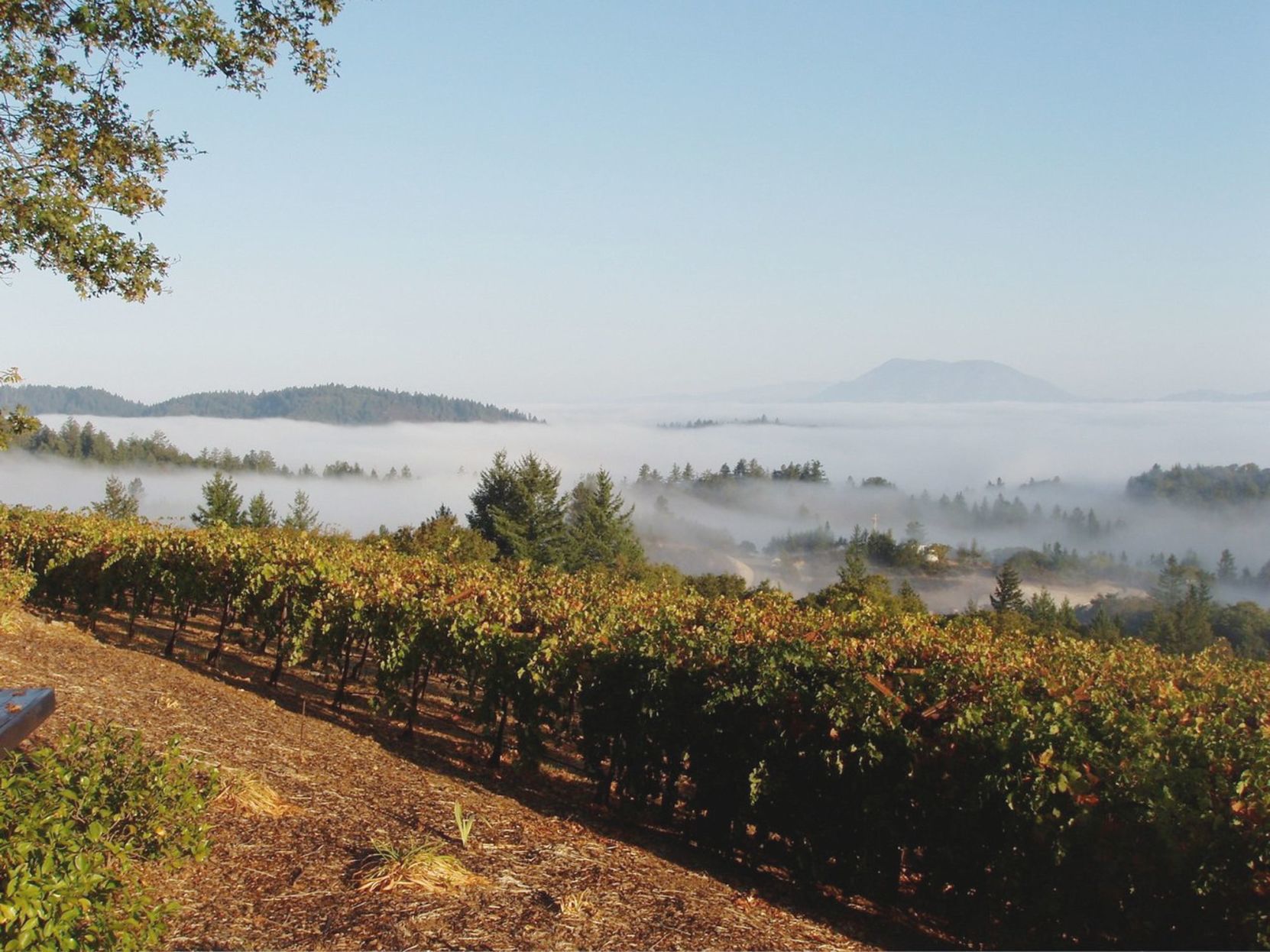Mount St. Helena from Paloma Vineyard